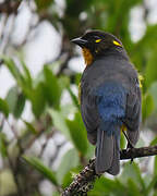 Lacrimose Mountain Tanager