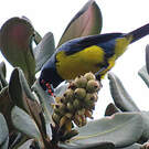 Tangara montagnard