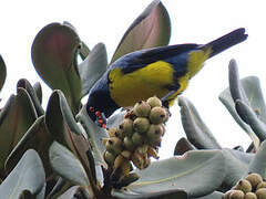 Hooded Mountain Tanager