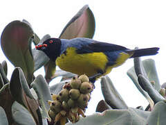 Hooded Mountain Tanager