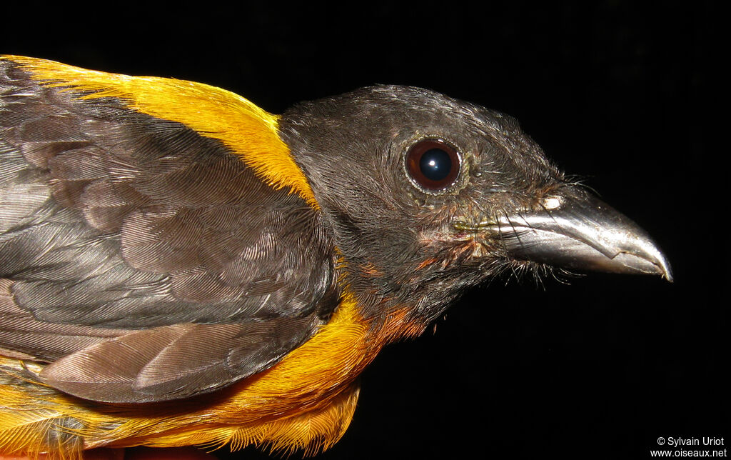 Fulvous Shrike-Tanager male adult