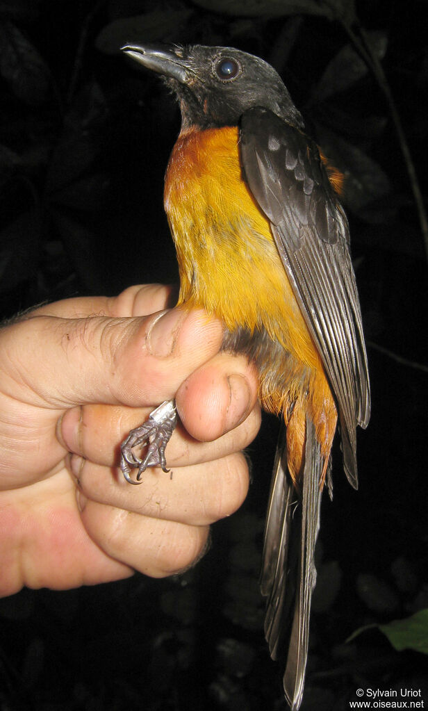 Fulvous Shrike-Tanager male adult