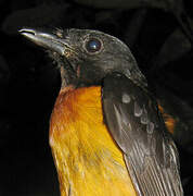 Fulvous Shrike-Tanager