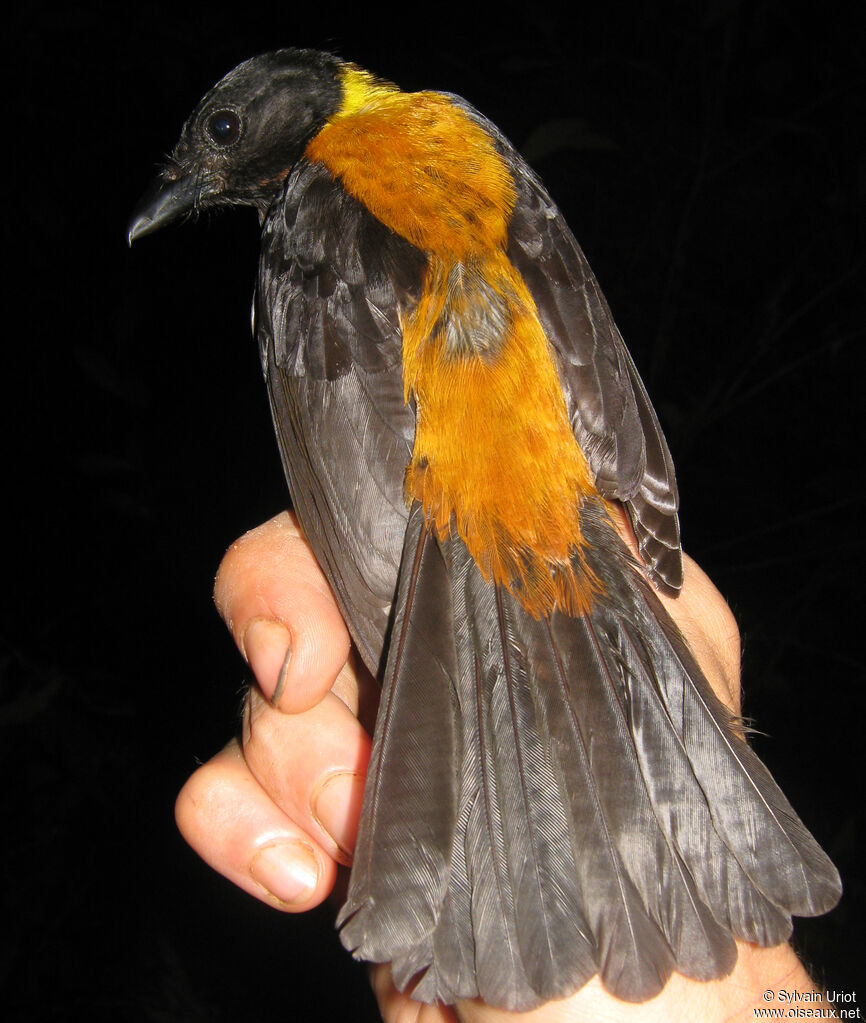 Fulvous Shrike-Tanager male adult