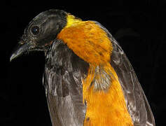 Fulvous Shrike-Tanager