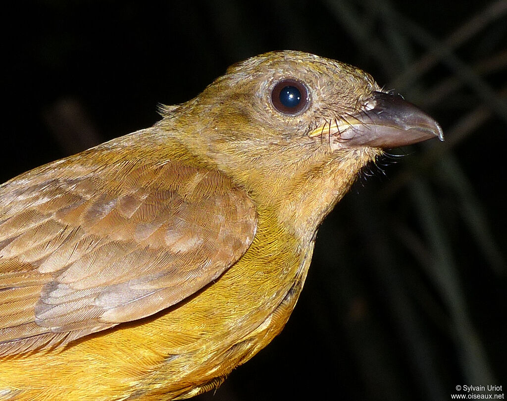 Fulvous Shrike-Tanager female adult