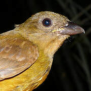 Fulvous Shrike-Tanager