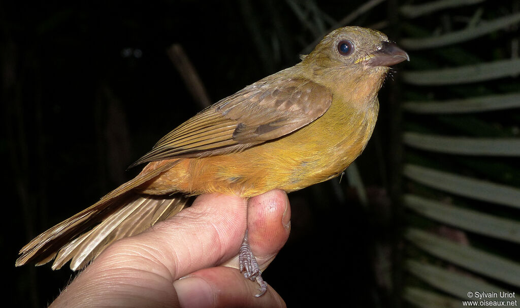 Fulvous Shrike-Tanager female adult