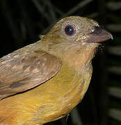 Fulvous Shrike-Tanager