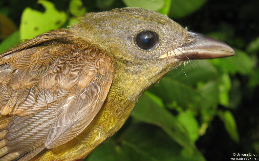 Tangara mordoréimmature