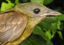 Fulvous Shrike-Tanager