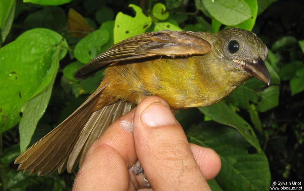 Fulvous Shrike-Tanagerimmature