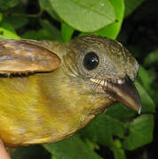 Fulvous Shrike-Tanager