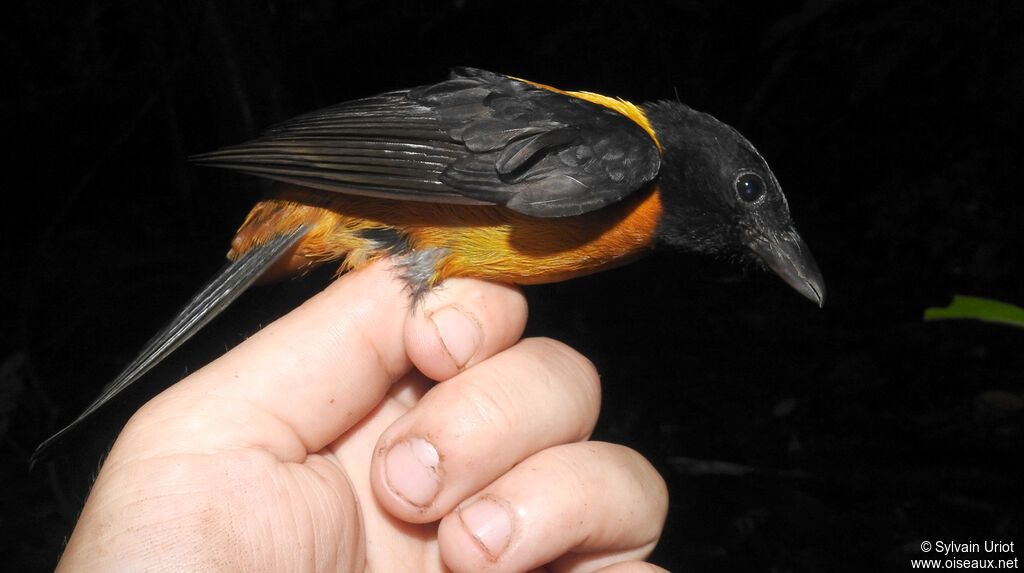 Fulvous Shrike-Tanager male adult