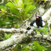 Red-billed Pied Tanager