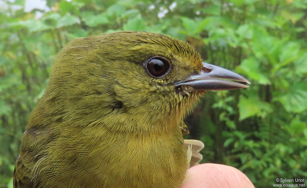 Oleaginous Hemispingusadult