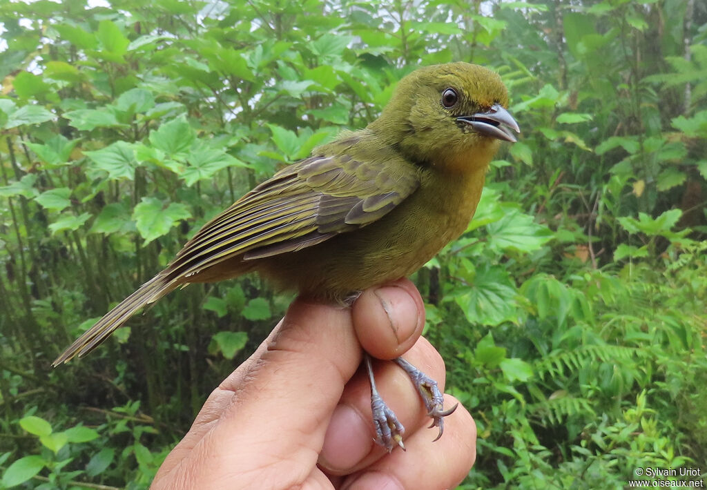 Oleaginous Hemispingusadult