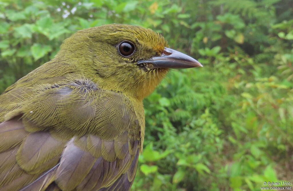 Oleaginous Hemispingusadult