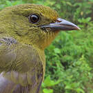 Tangara ocré