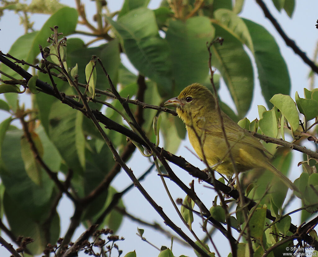 Red Tanager female adult