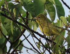 Red Tanager