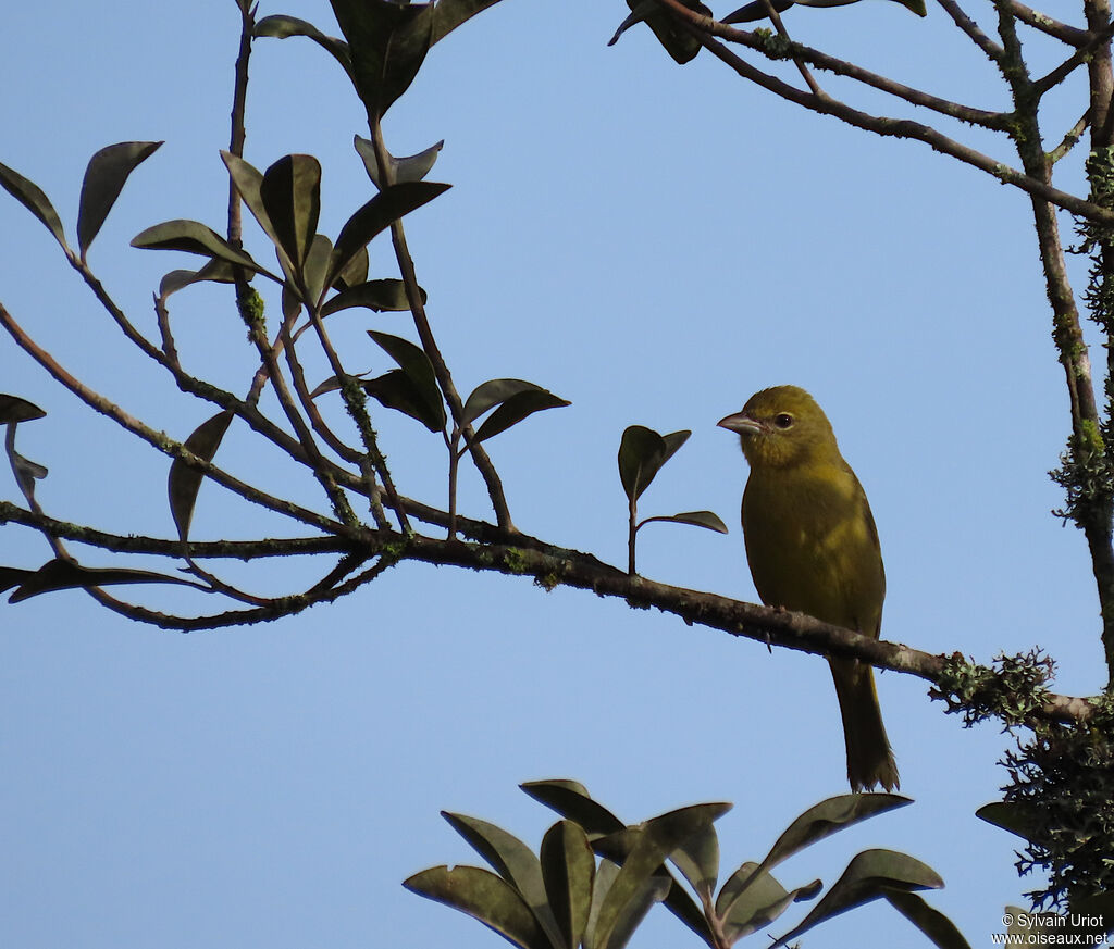 Red Tanager female adult