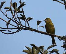 Red Tanager