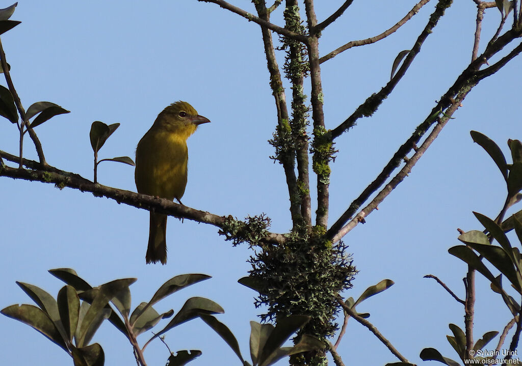 Red Tanager female adult