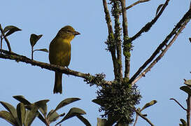 Red Tanager