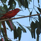 Tangara orangé