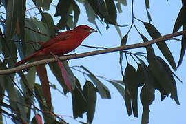 Red Tanager