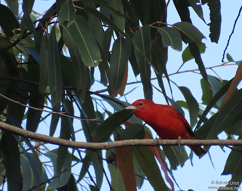 Red Tanager male adult