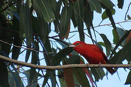 Red Tanager