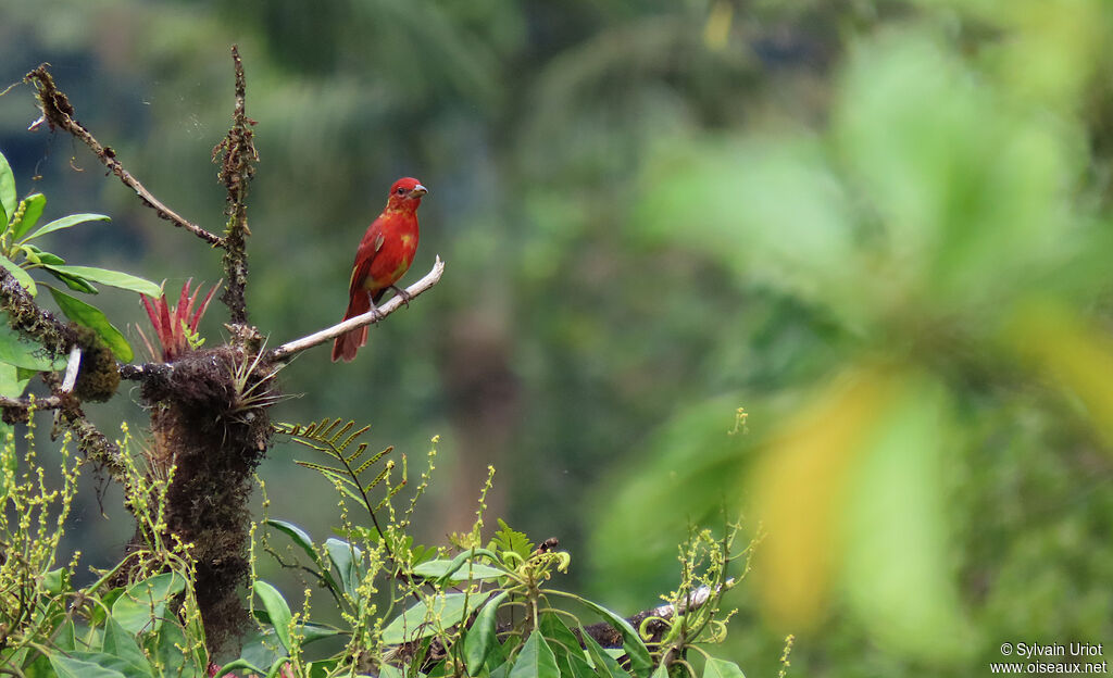 Red Tanager male immature