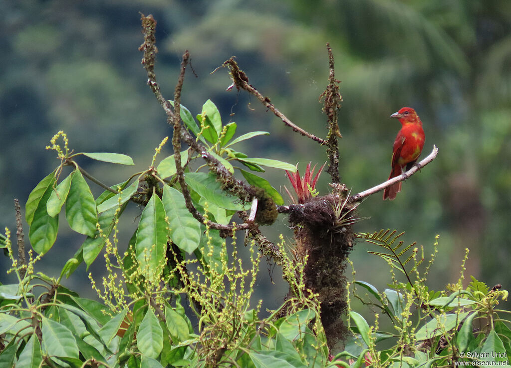 Red Tanager male immature