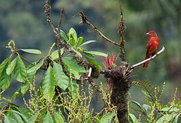 Red Tanager