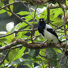 Tangara pillurion