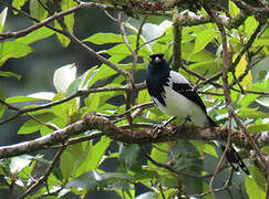 Magpie Tanager