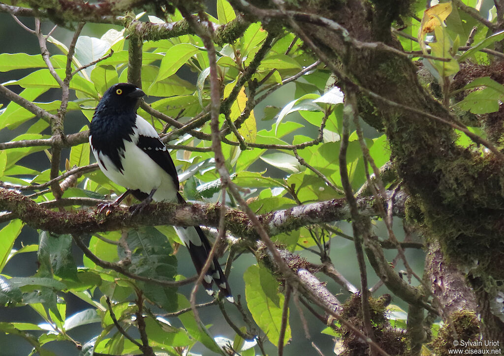 Magpie Tanageradult