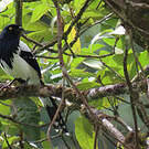Tangara pillurion
