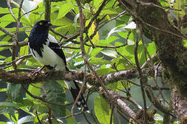 Magpie Tanager