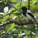 Tangara pillurion