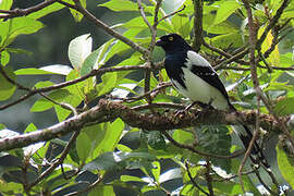 Magpie Tanager