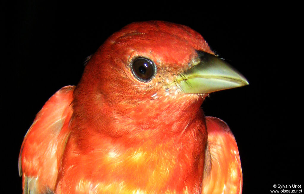 Summer Tanager male adult