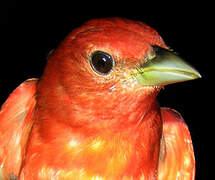 Summer Tanager