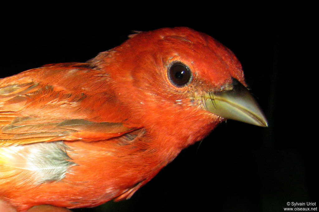 Summer Tanager male adult