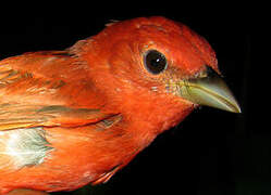 Summer Tanager