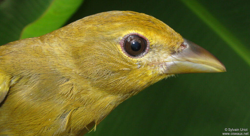 Summer Tanager female adult