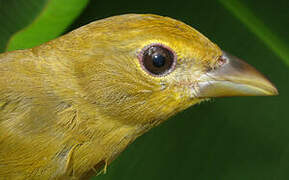 Summer Tanager