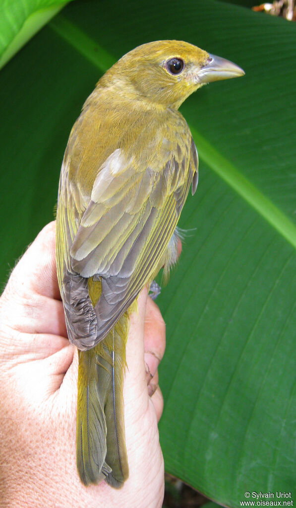 Summer Tanager female adult